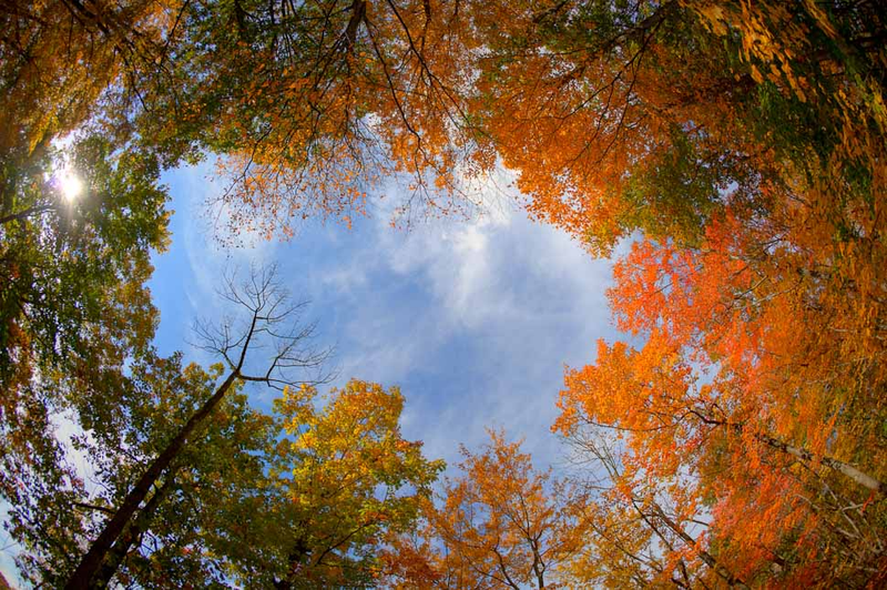 Illustration for article titled 100 Gorgeous Photos Of Fall Leaves